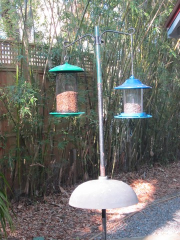 bird feeders Anna.JPG
